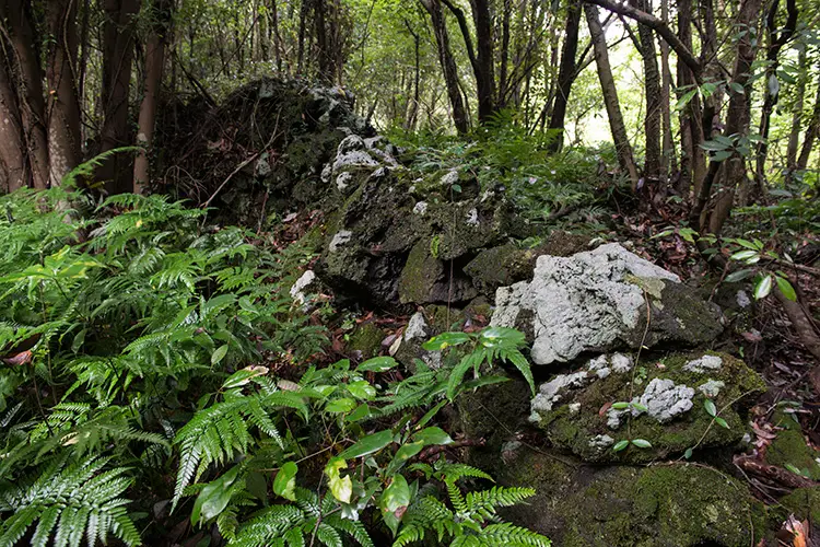 제주곶자왈 도립공원 2코스