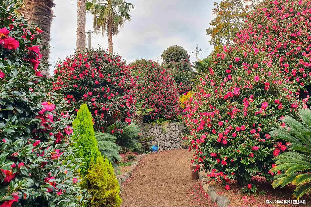 제주동백수목원