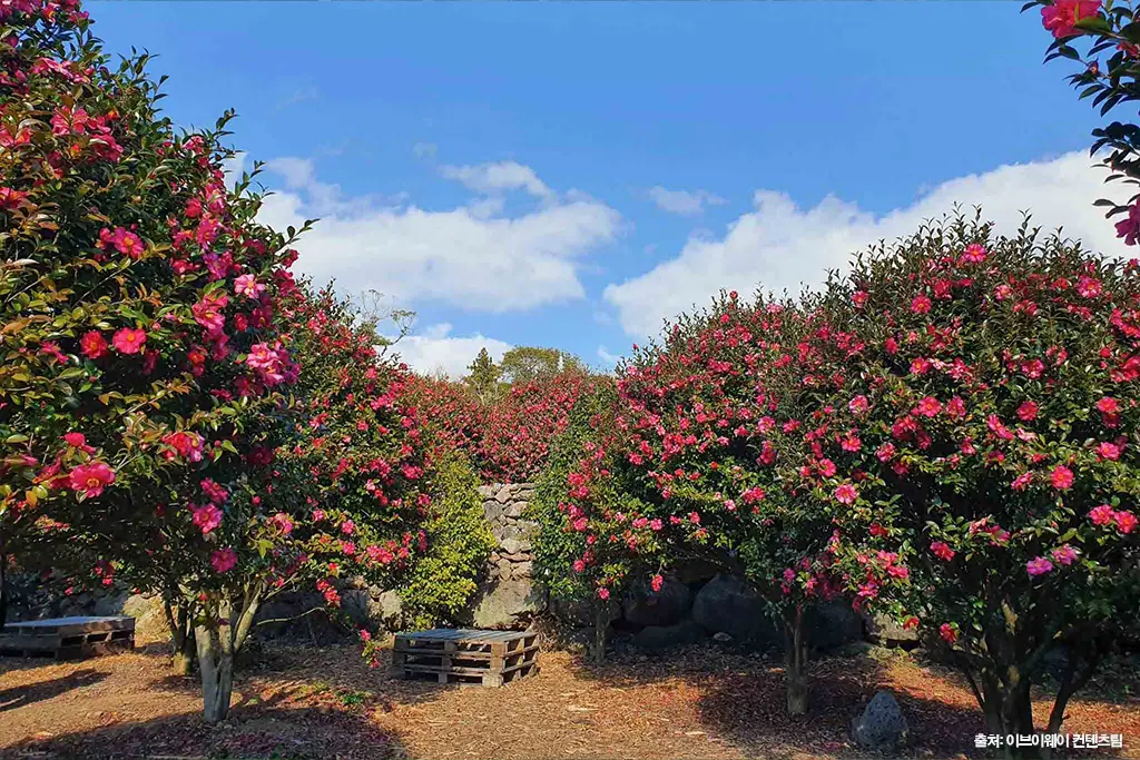 제주 동백 명소