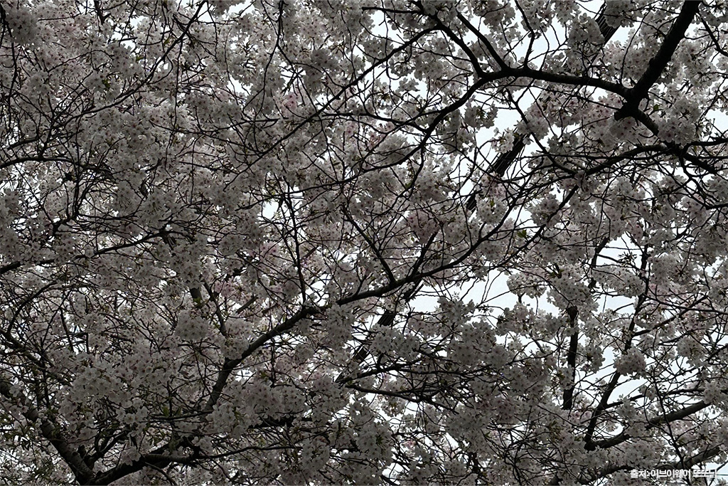 전농로 왕벚꽃 축제