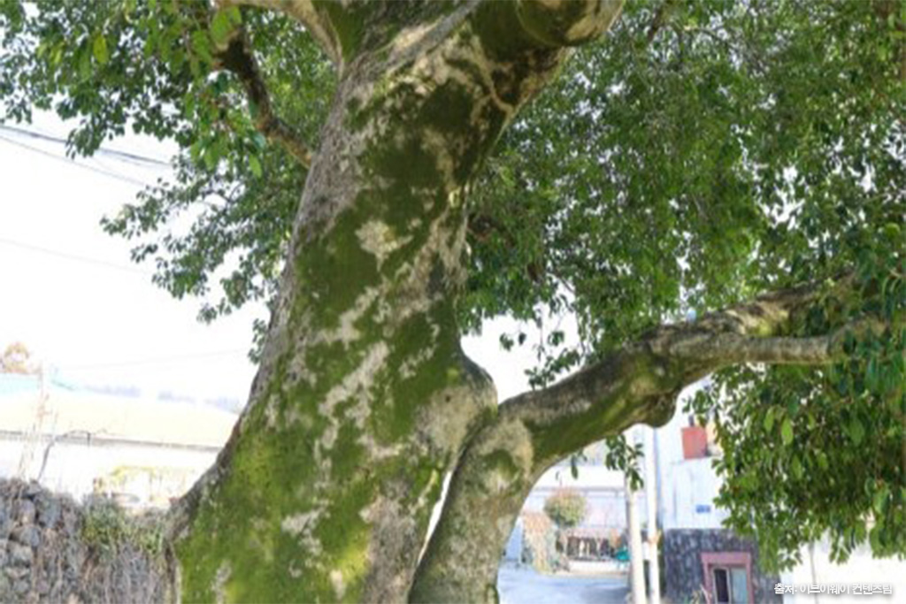 변시지그림정원