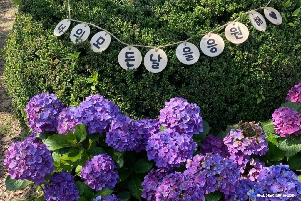 안덕면사무소 수국길