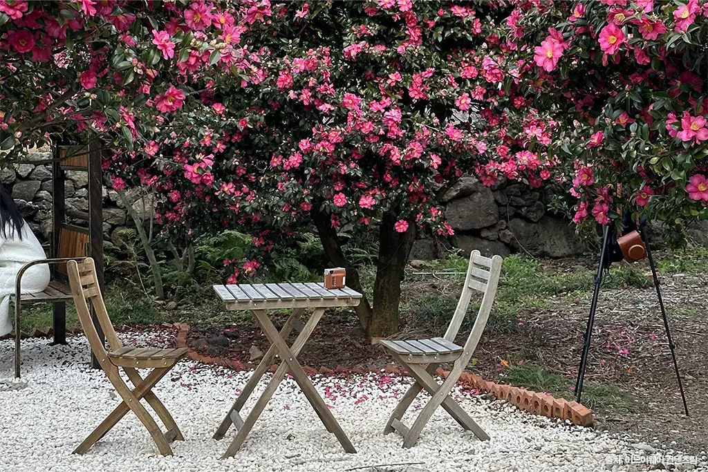 제주 동백 명소