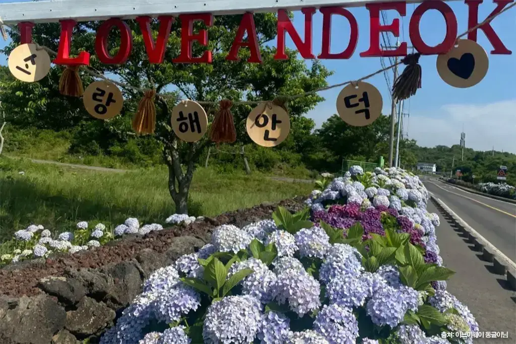 안덕면사무소 수국길