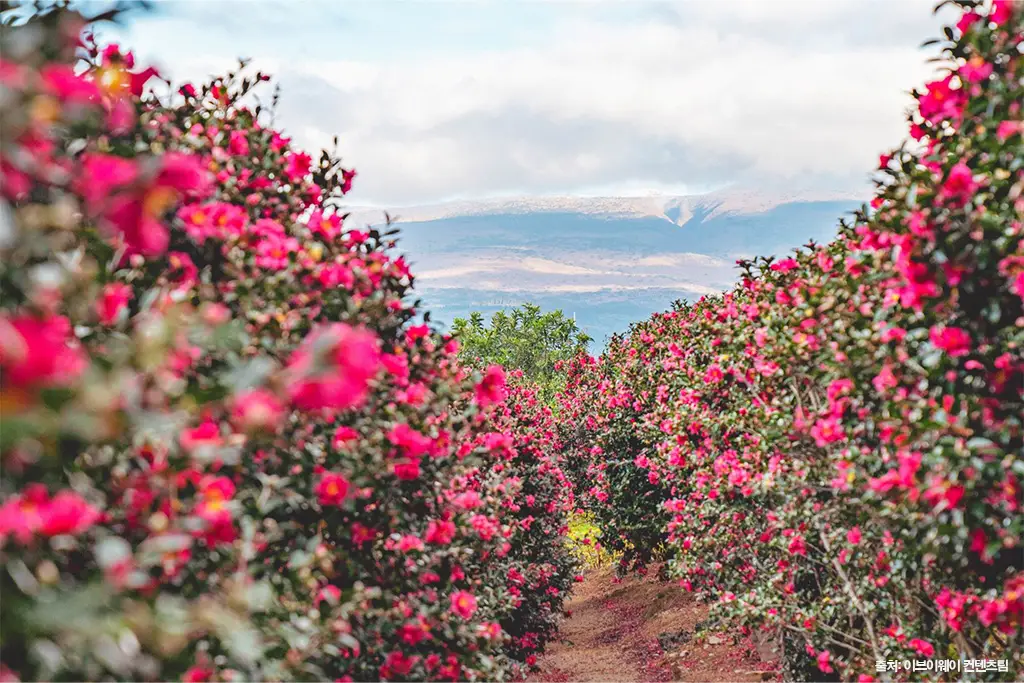 제주 동백 명소