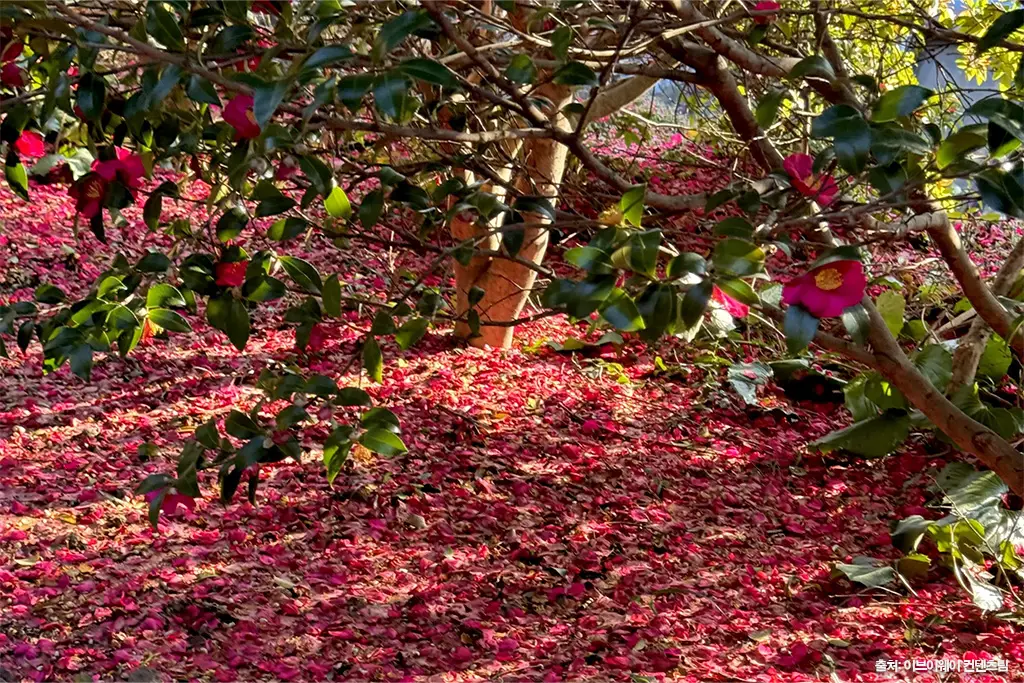 제주 동백 명소