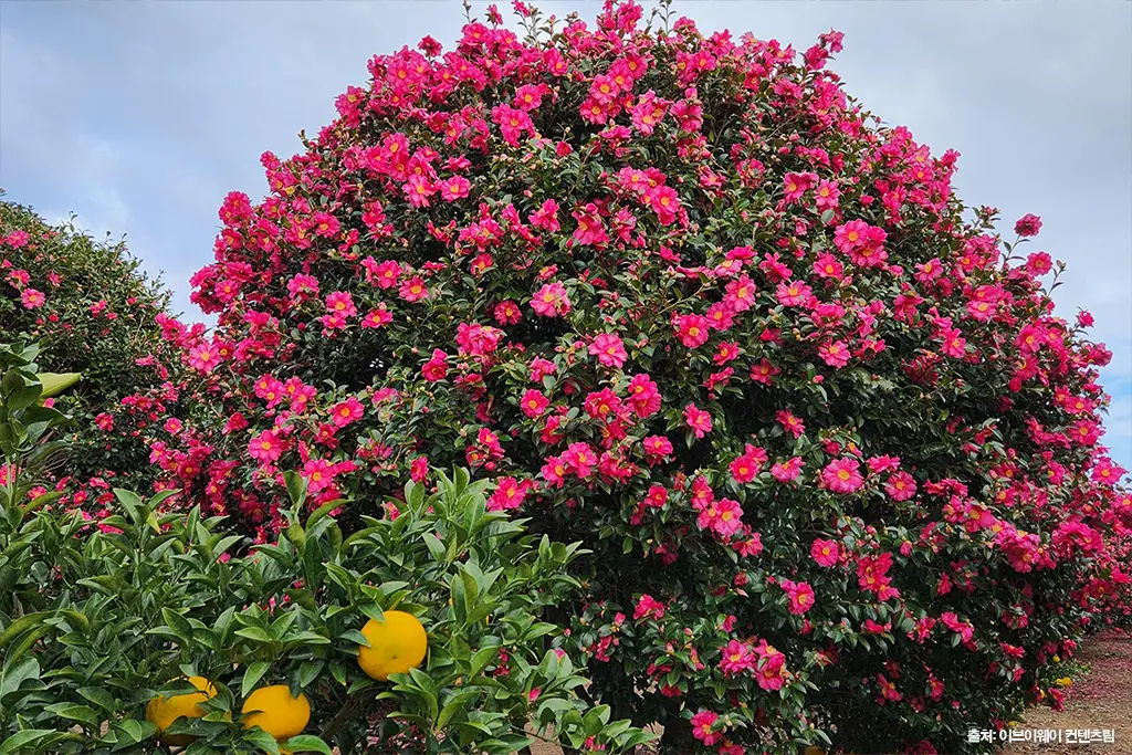 제주 동백 명소