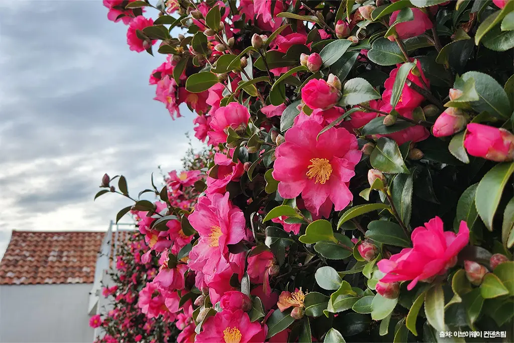 제주 동백 명소