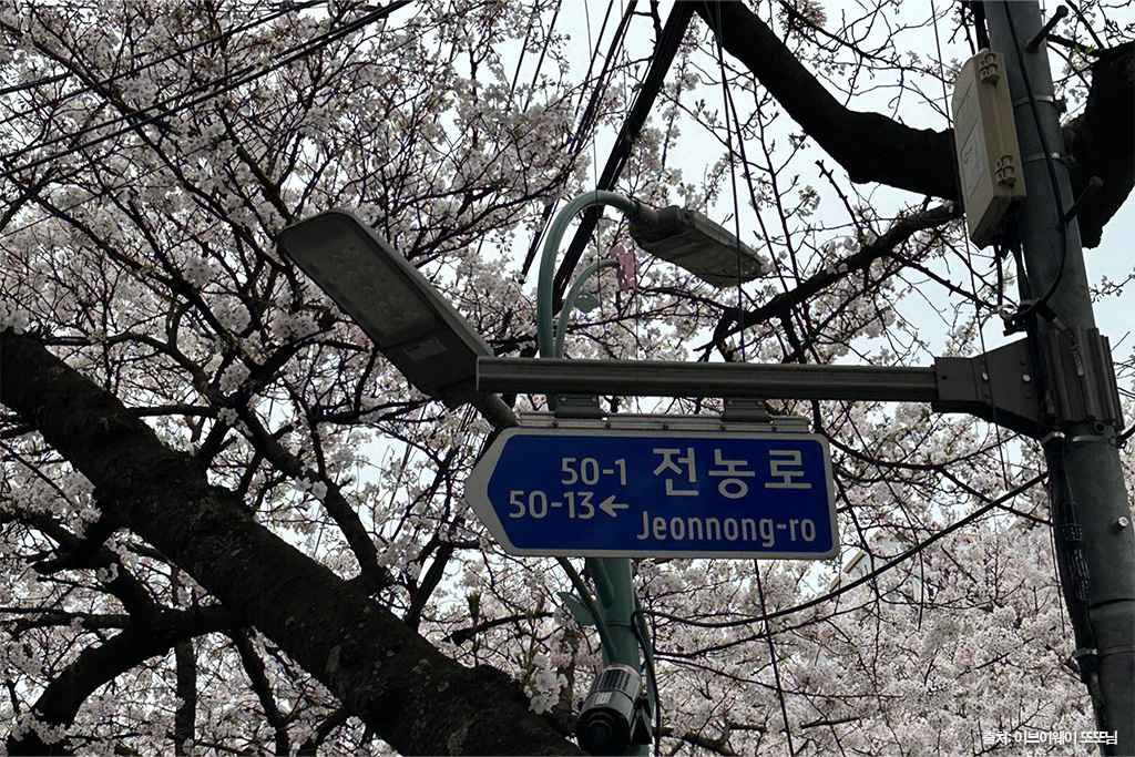 전농로 왕벚꽃 축제