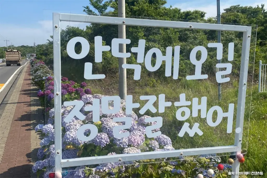 안덕면사무소 수국길