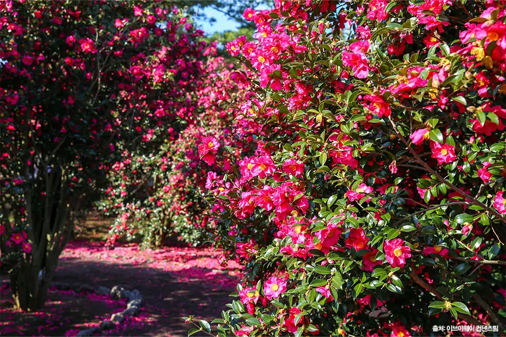 제주 동백 명소
