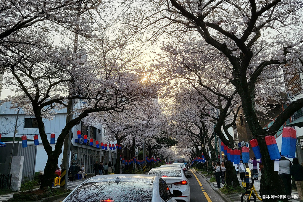 전농로 왕벚꽃 축제