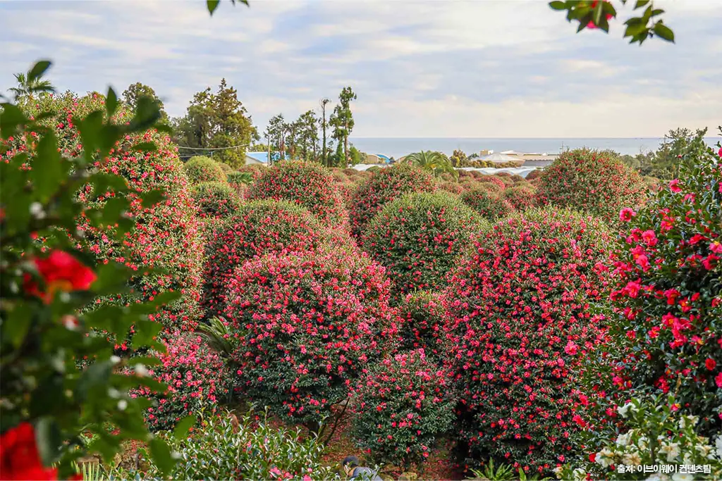 제주동백수목원