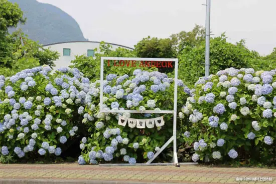 안덕면사무소 수국길