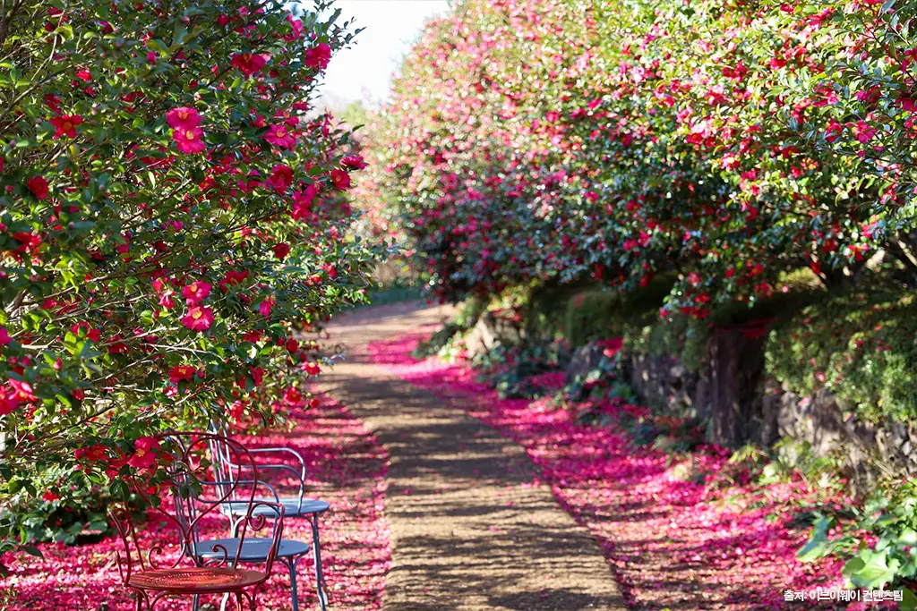 제주 동백 명소