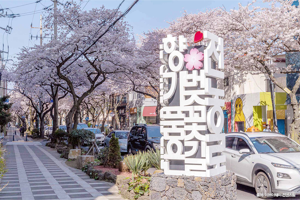 전농로 왕벚꽃 축제