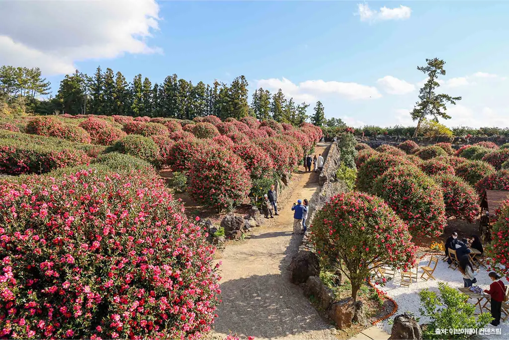 제주 동백 명소