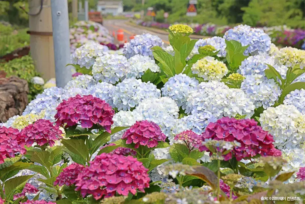 안덕면사무소 수국길