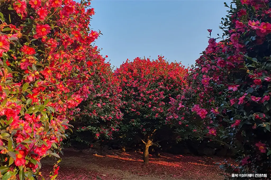 제주 동백 명소