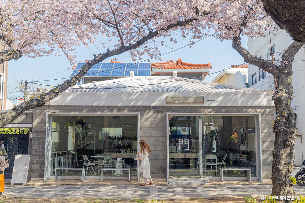 전농로 왕벚꽃 축제