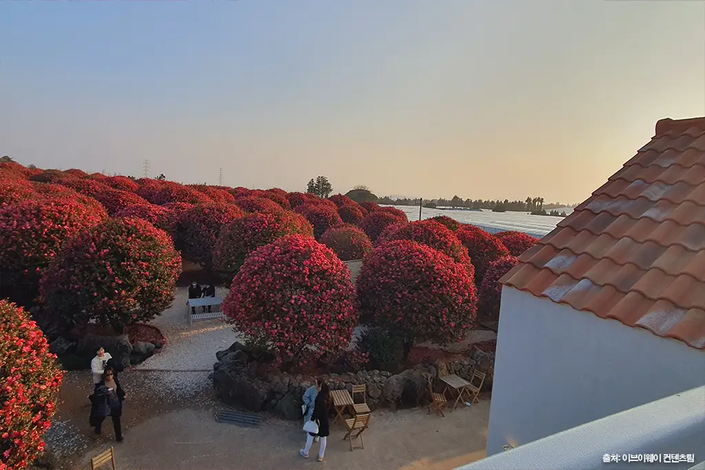 제주 동백 명소