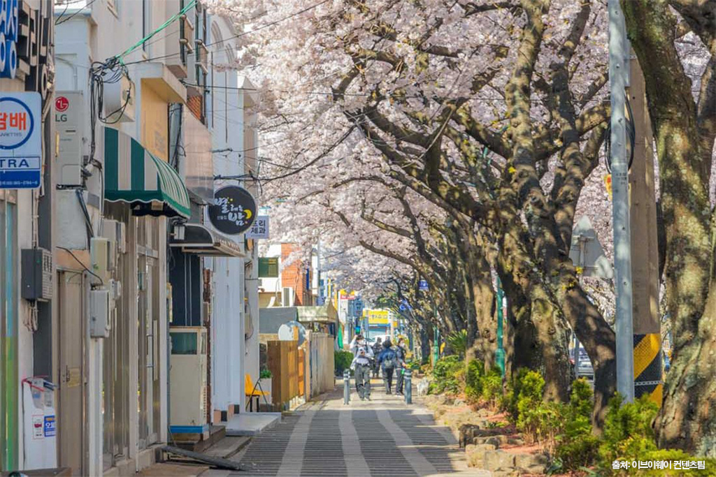 전농로 왕벚꽃 축제