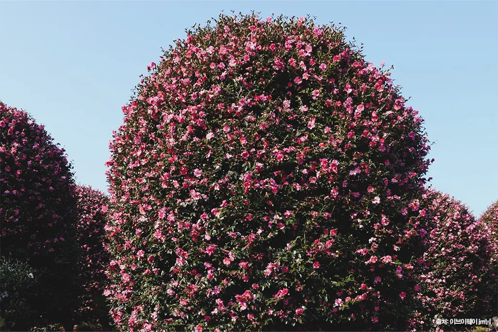 제주동백수목원