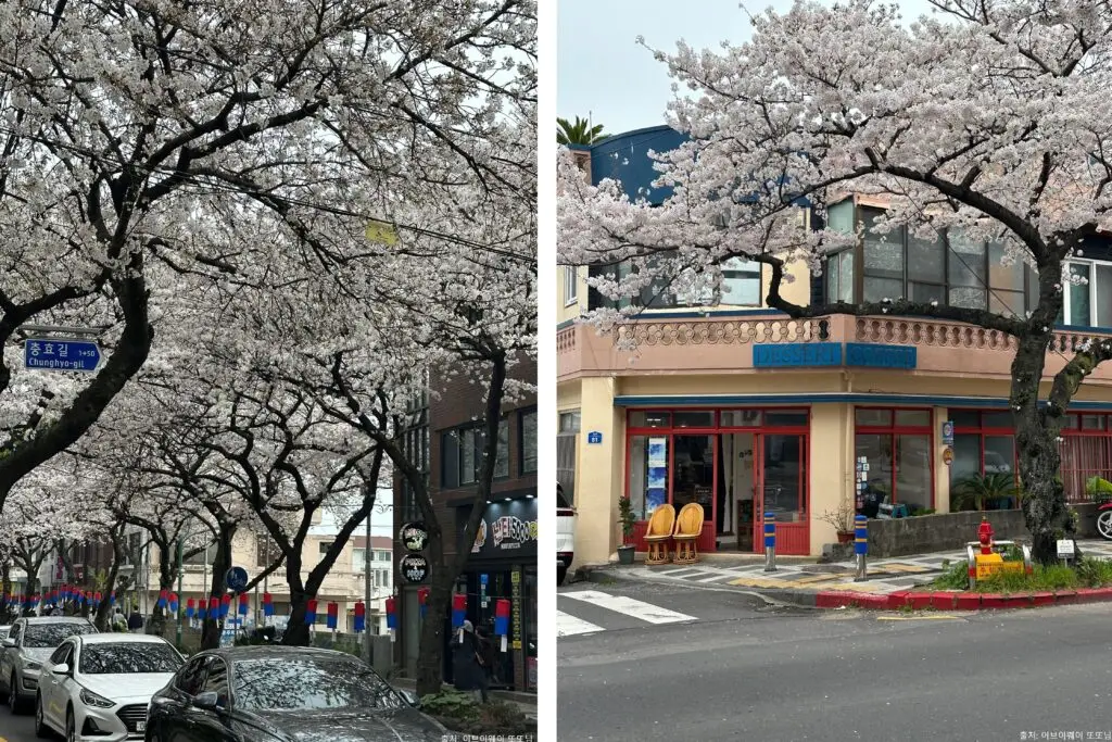 전농로 왕벚꽃 축제