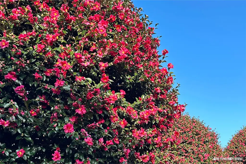 제주동백수목원