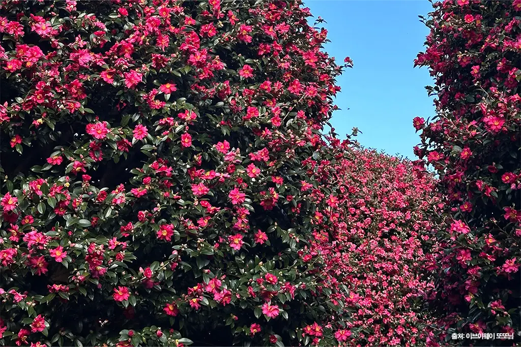 제주동백수목원