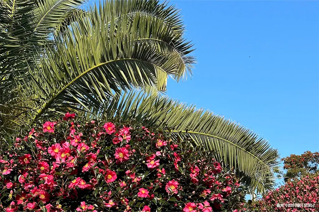 제주동백수목원