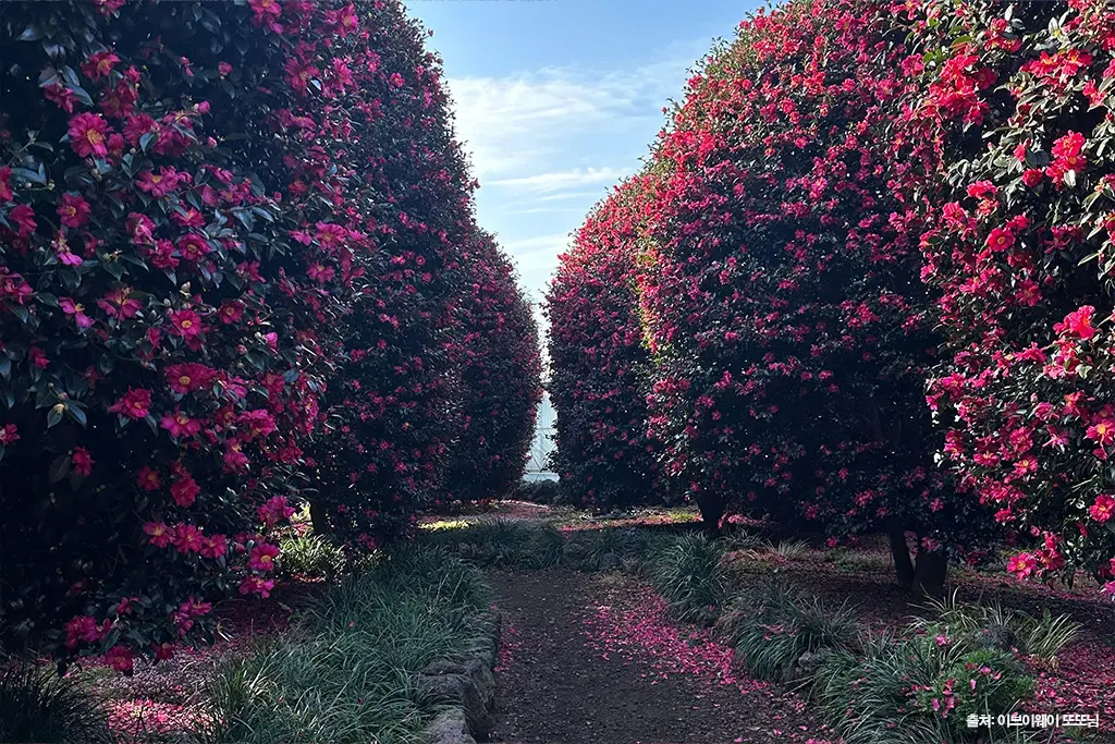 제주동백수목원