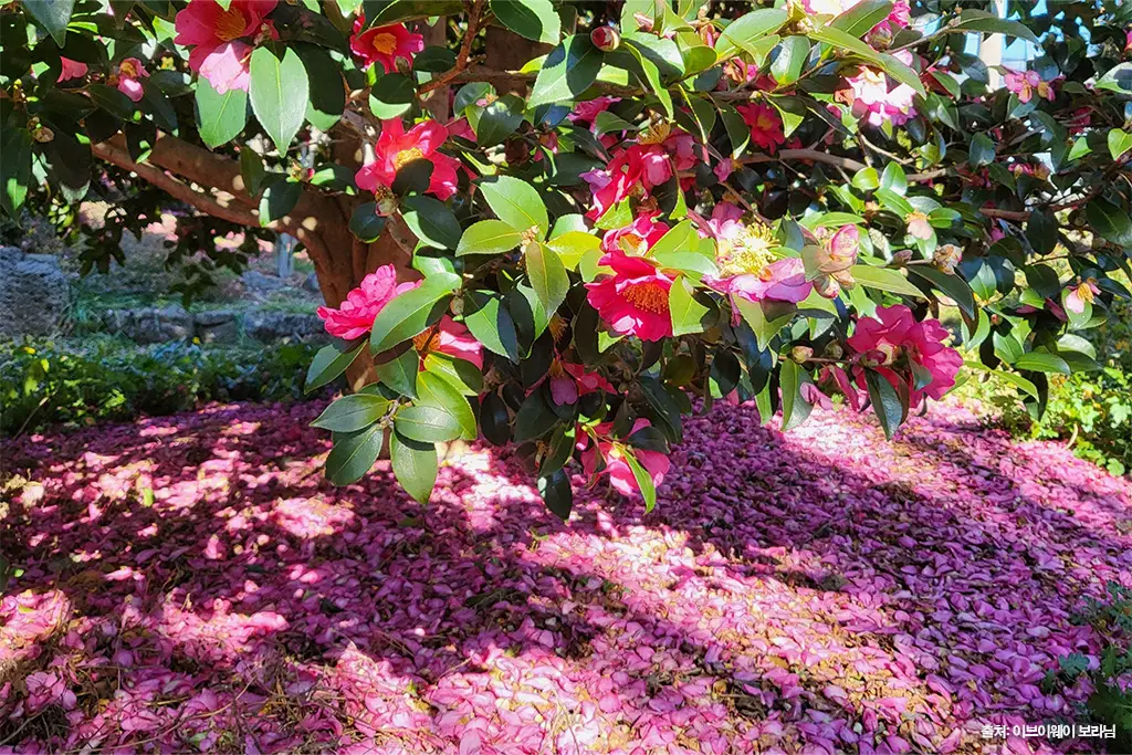 제주동백수목원