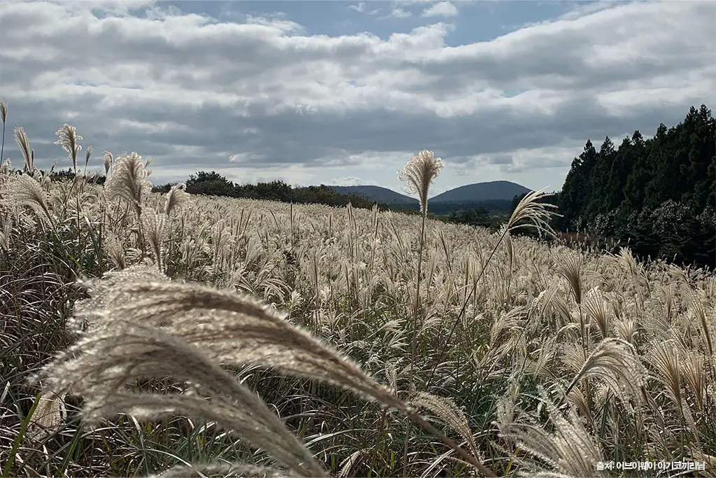 제주 가을 여행