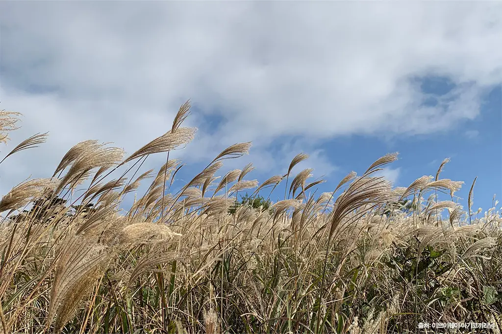 제주 가을 여행