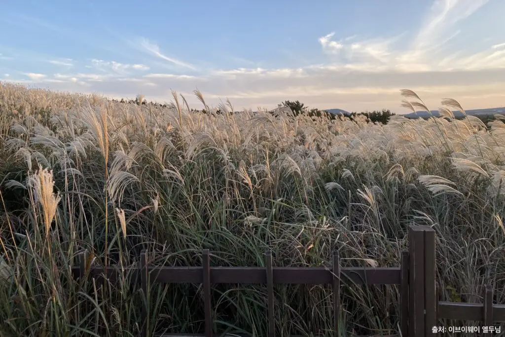 제주 가을 여행