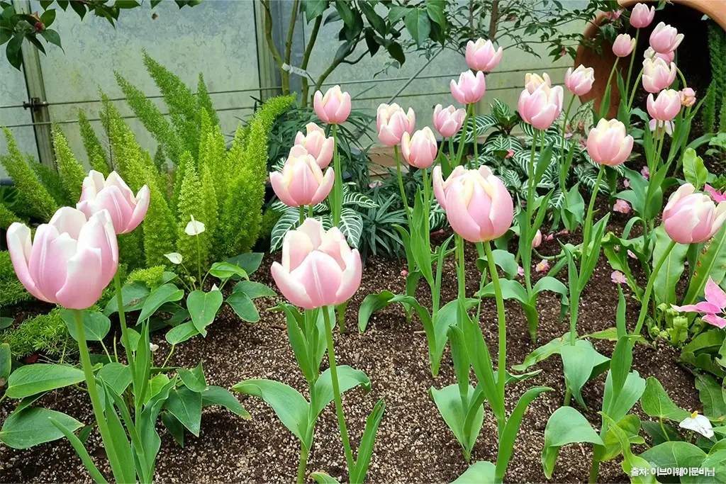 제주 동백 명소