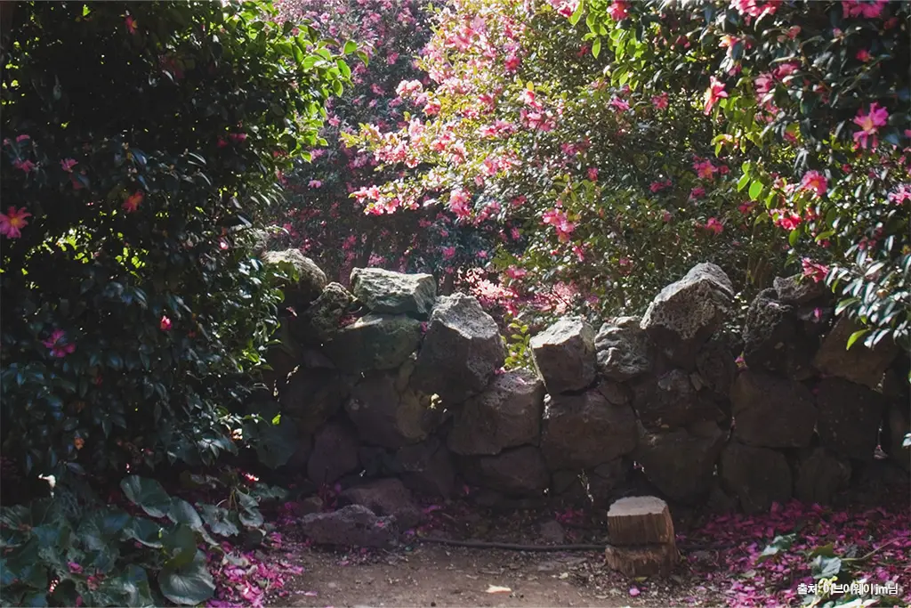 제주동백수목원