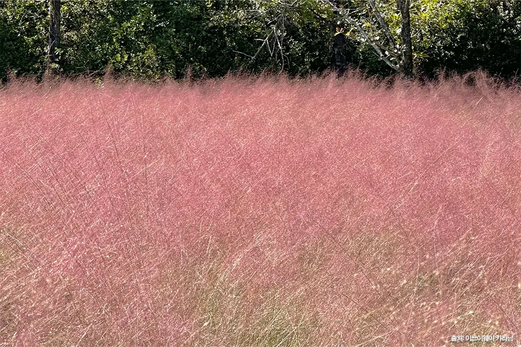 제주 가을 여행